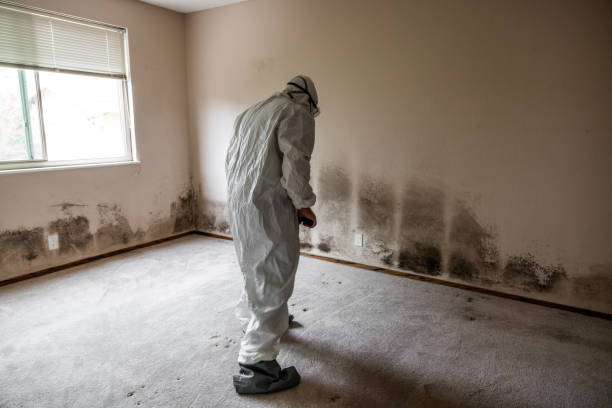 Trusted Sulphur, OK Mold Remediation Experts